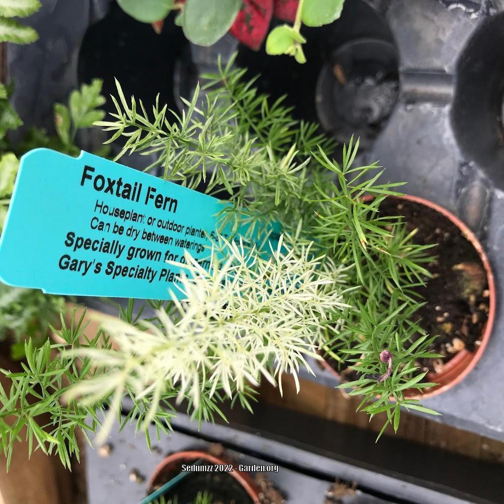 Photo of Foxtail Fern (Asparagus densiflorus 'Myers') uploaded by sedumzz