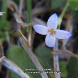 Location: Aberdeen, NC
Date: March 5, 2022
Small bluets  #99; RAB p. 1183, 173-8-3; AG p. 222, 55-1-?; LHB p