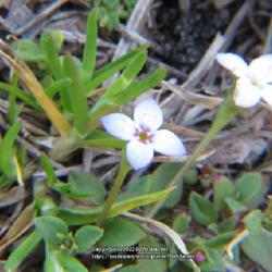 Location: Aberdeen, NC
Date: March 5, 2022
Small bluets  #99; RAB p. 1183, 173-8-3; AG p. 222, 55-1-?; LHB p