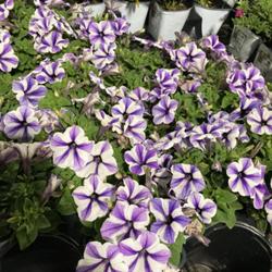 Location: Tampa, Florida
Date: 2022-03-05
Purple petunia at our local HD.
