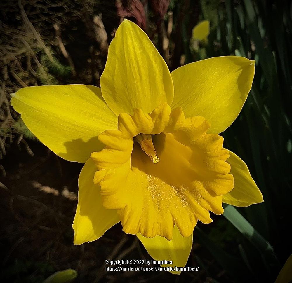 Photo of Daffodils (Narcissus) uploaded by bumplbea