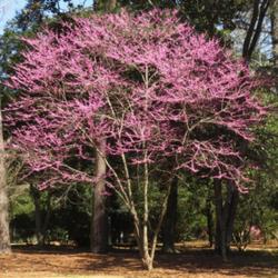 Location: Southern Pines, NC (Boyd House garden)
Date: March 11,  2022
Judas tree #101; RAB page 574, 98-4-1; AG p. 147, 32-40-1; LHB pa