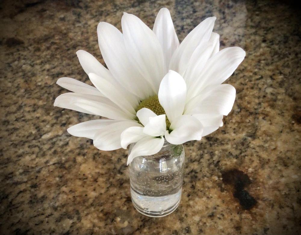 Photo of Shasta Daisy (Leucanthemum x superbum Daisy May®) uploaded by Fieldsof_flowers