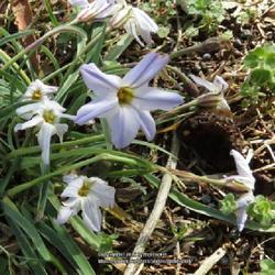 Location: Aberdeen, NC
Date: March 12,  2022
Spring star flower #103; RAB p. 315, 41-34-1; LHB p. 248, 35-3-1,