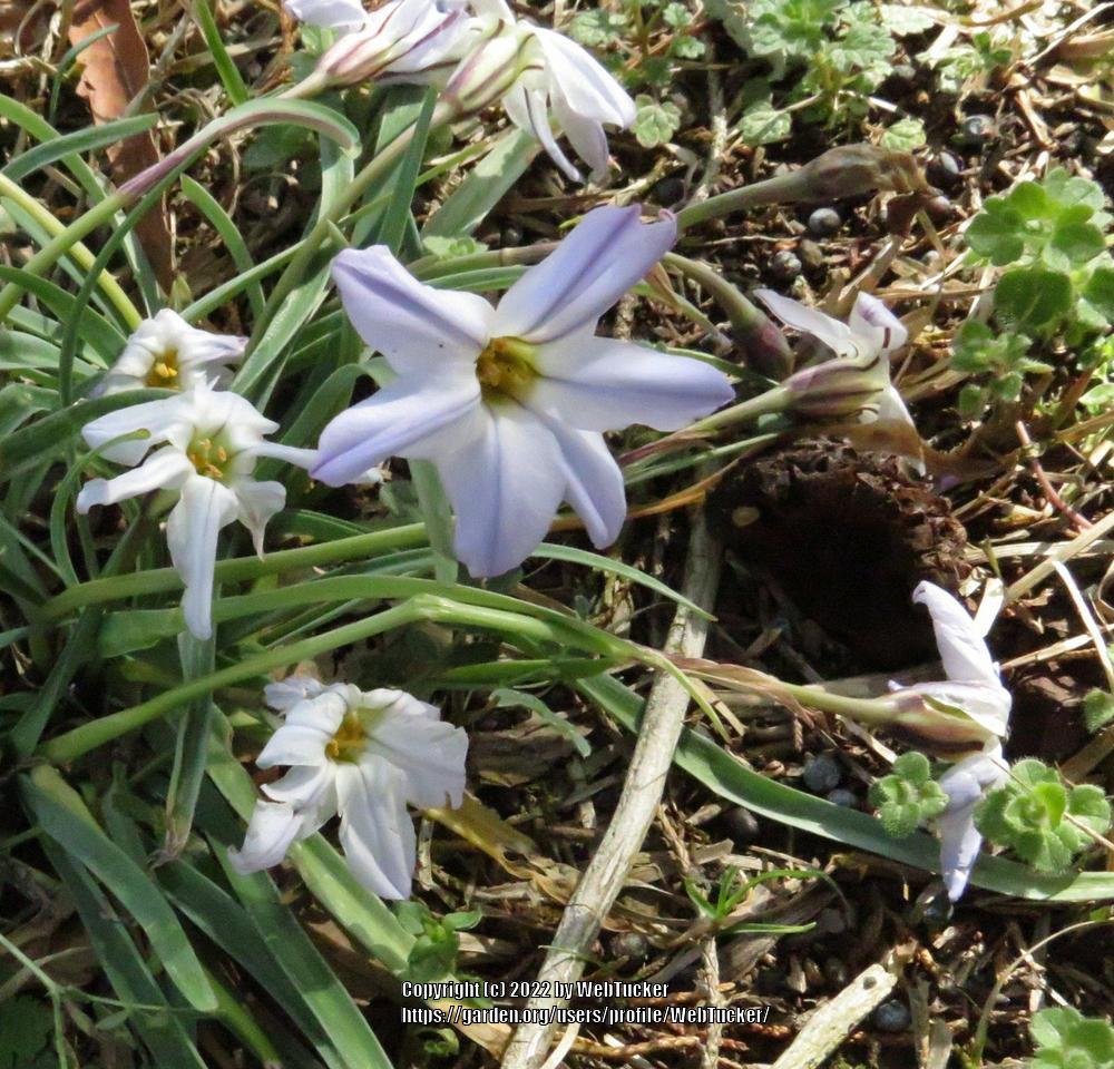 Photo of Spring Starflower (Ipheion uniflorum) uploaded by WebTucker