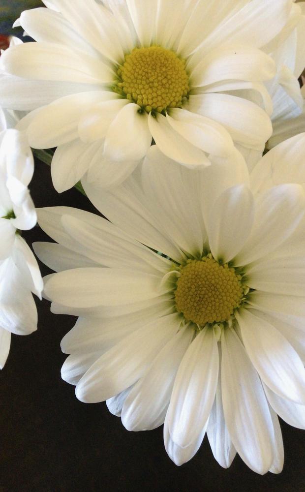 Photo of Shasta Daisy (Leucanthemum x superbum Daisy May®) uploaded by Fieldsof_flowers