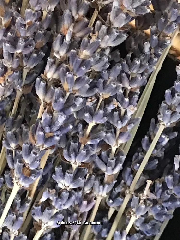 Photo of English Lavender (Lavandula angustifolia) uploaded by sedumzz