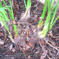 Location: Sebastian,  Florida
Date: 2022-03-15
This photo shows the clump forming base of the Cat Palm; all stem