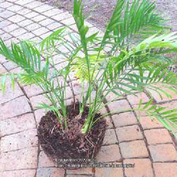 Location: Sebastian,  Florida
Date: 2022-03-15
A clump forming Cat Palm that was removed from it's broken pot; t