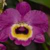 Orchid (Dendrobium Red Emperor 'Prince') 001