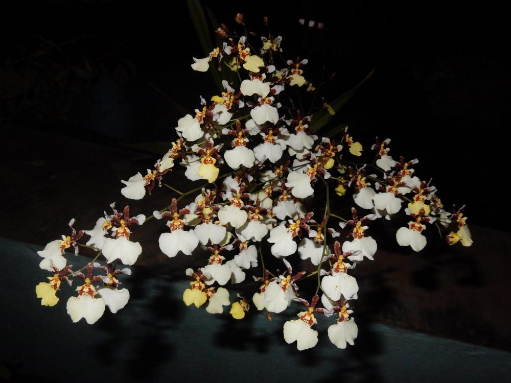 Photo of Dancing Lady Orchid (Oncidium) uploaded by Debleena