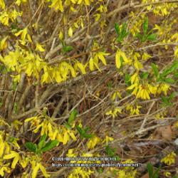 Location: Aberdeen, NC
Date: March 17,  2022
Forsythia #27 nn; LHB p. 800, 166-7 —?, "Named for William Fors