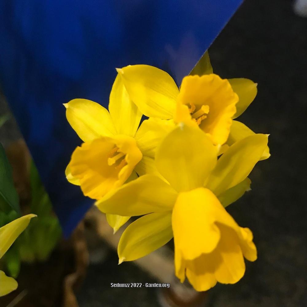 Photo of Daffodil (Narcissus 'Tete-a-Tete') uploaded by sedumzz