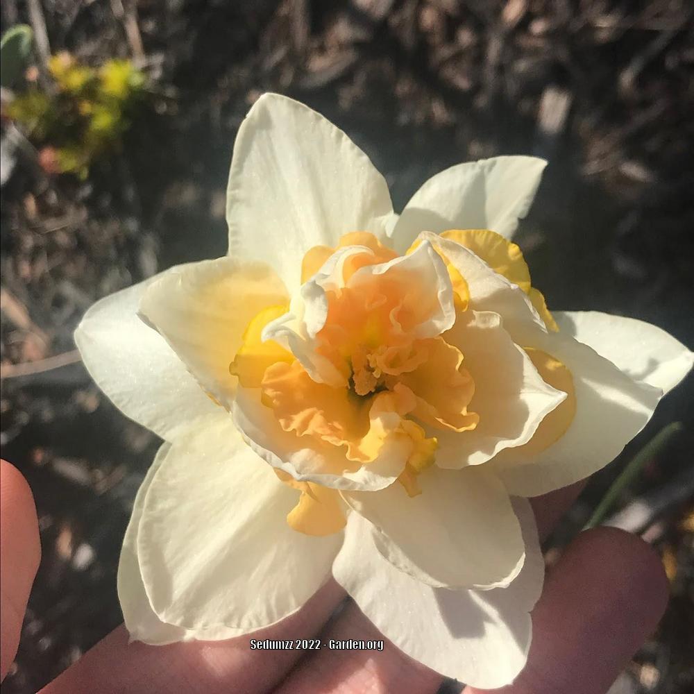 Photo of Double Daffodil (Narcissus 'Replete') uploaded by sedumzz