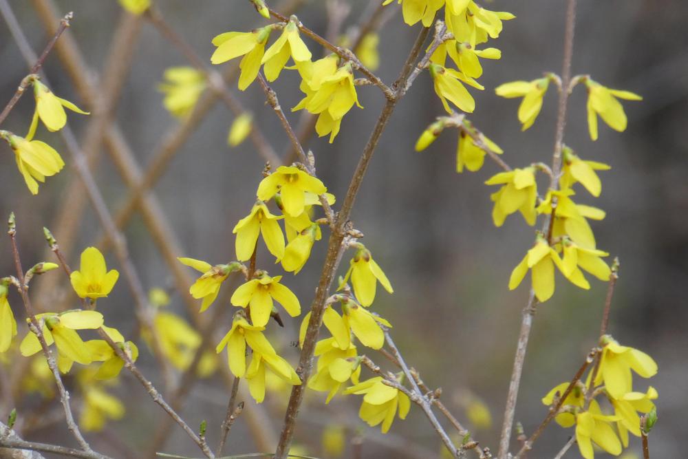 Photo of Forsythia uploaded by LoriMT