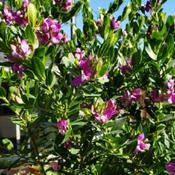 Sweet Pea Shrub pruned as a small tree  (Polygala fruticosa)