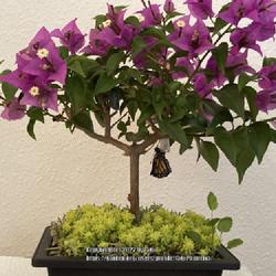 Location: Tampa, Florida
Date: 2022-03-22
My beautiful miniature bougainvillea. If you look closely, there 