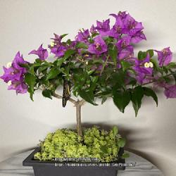 Location: Tampa, Florida
Date: 2022-03-23
My beautiful miniature bougainvillea. If you look closely, there 