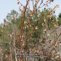 Location: Aberdeen, NC Pages Lake
Date: March 22, 2022
High bush blueberry #109; RAB p. 816, 145-19-8; LHB p. 773, 157-2