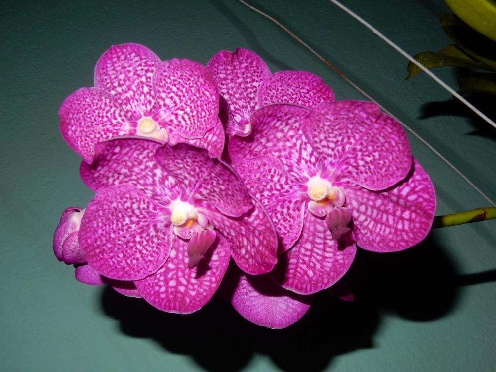 Photo of Orchid (Vanda) uploaded by Debleena