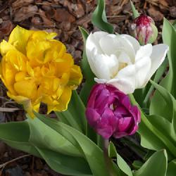 Location: my garden in Dawsonville, GA (zone 7b north Geogia mountains)
Date: 2022-03-24
Sold as "Peony-Flowering Tulip Mixture" by Breck's