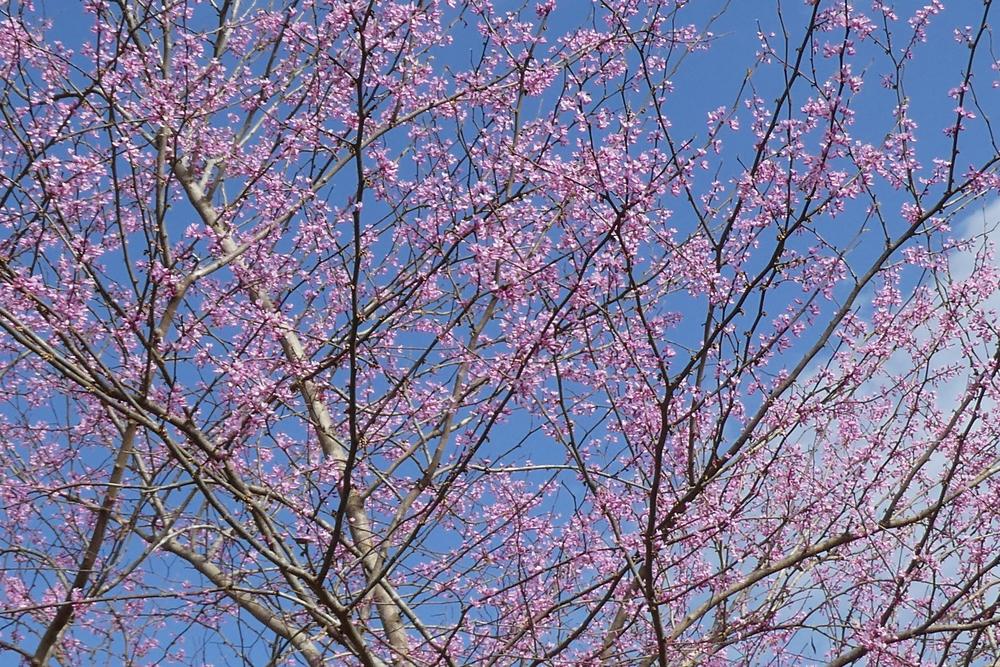 Photo of Eastern Redbud (Cercis canadensis) uploaded by LoriMT