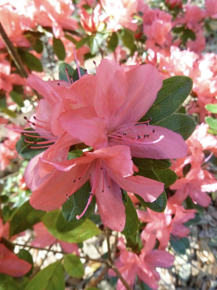 Photo of Rhododendrons (Rhododendron) uploaded by scvirginia