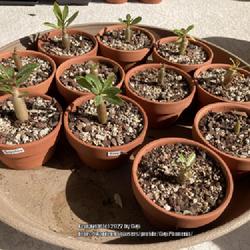 Location: Tampa, Florida
Date: 2022-03-26
Sapphire seedlings at 5 months but suffered a setback winter. Fir