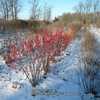 Tiasquam Winterberry Holly foreground plants in comparison trials