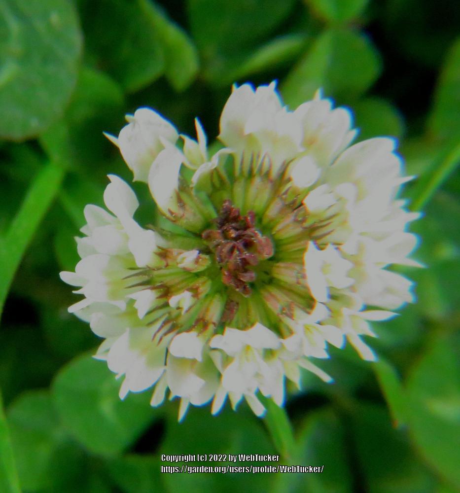 Photo of White Clover (Trifolium repens) uploaded by WebTucker