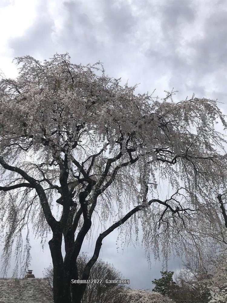 Photo of Weeping Cherry Tree (Prunus subhirtella) uploaded by sedumzz