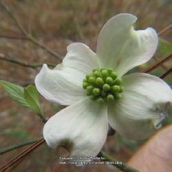Location: Aberdeen, NC
Date: March 25, 2022
Flowering dogwood #4; RAB p.790, 142-1-1; LHB p.747,  "Latin for 