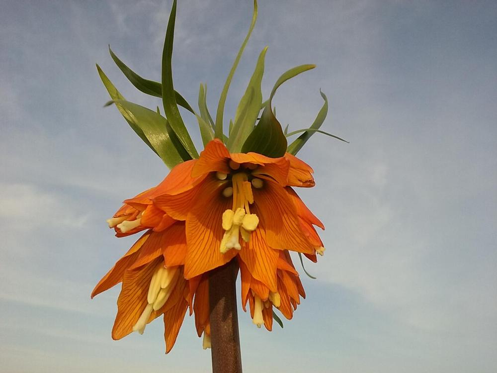 Photo of Crown Imperial Fritillaria (Fritillaria imperialis) uploaded by Lucius93