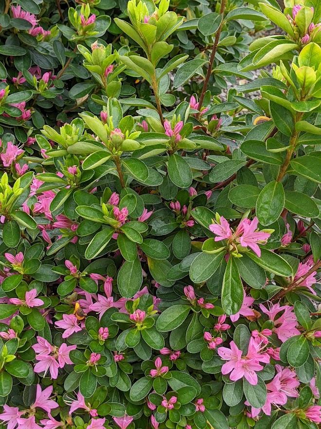 Photo of Rhododendrons (Rhododendron) uploaded by Joy