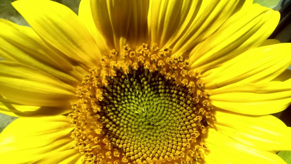 Photo of Sunflowers (Helianthus annuus) uploaded by Aamie