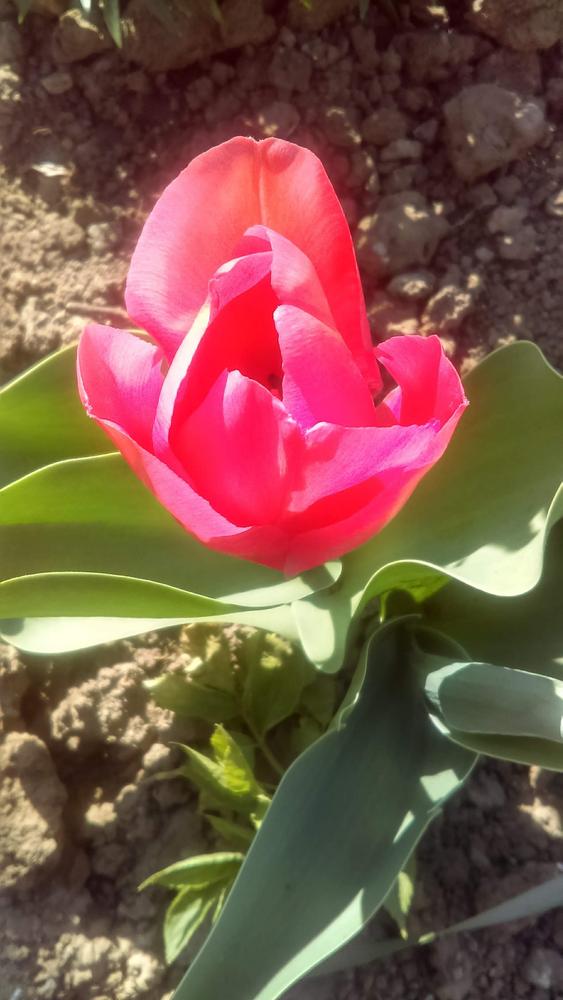 Photo of Tulips (Tulipa) uploaded by Aamie