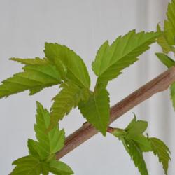 Location: In my garden in Oklahoma City, OK
Date: 2022-04-04
Emerging Leaves on 'Bailey Compact' Amur Maple