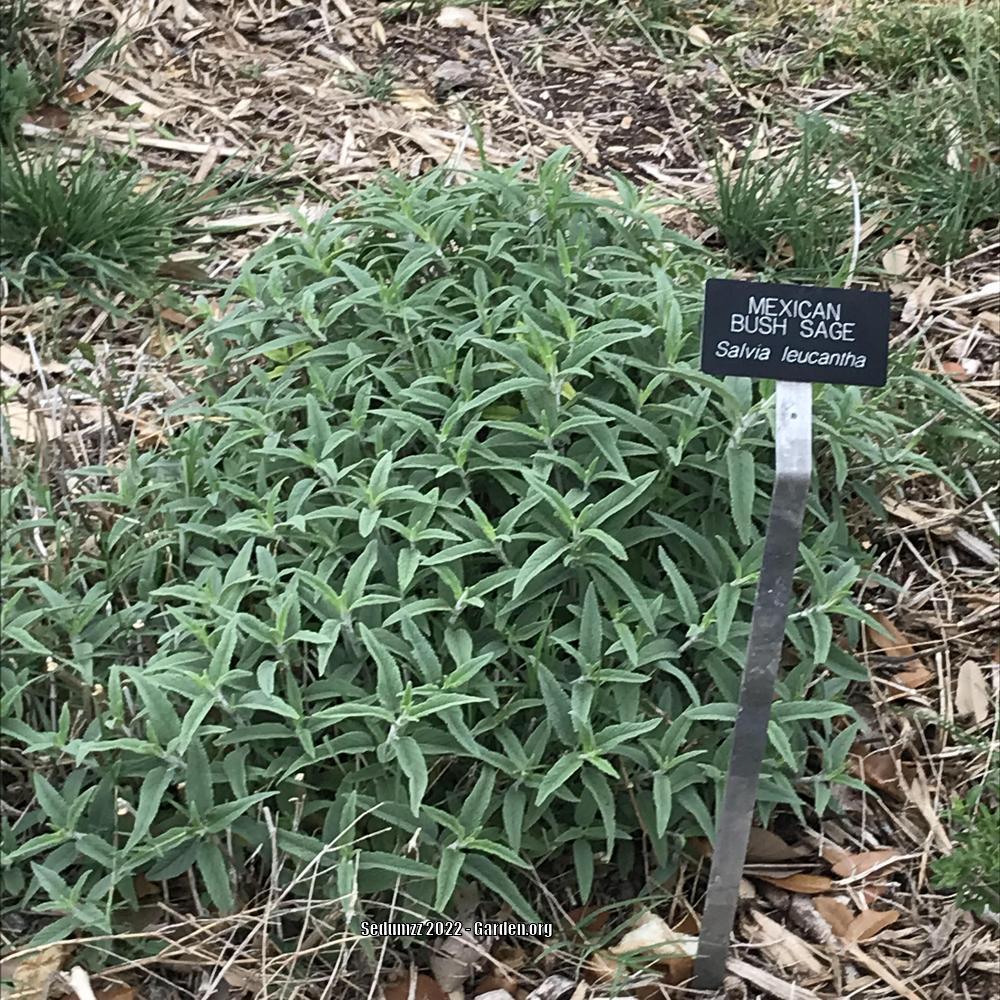 Photo of Mexican Bush Sage (Salvia leucantha) uploaded by sedumzz