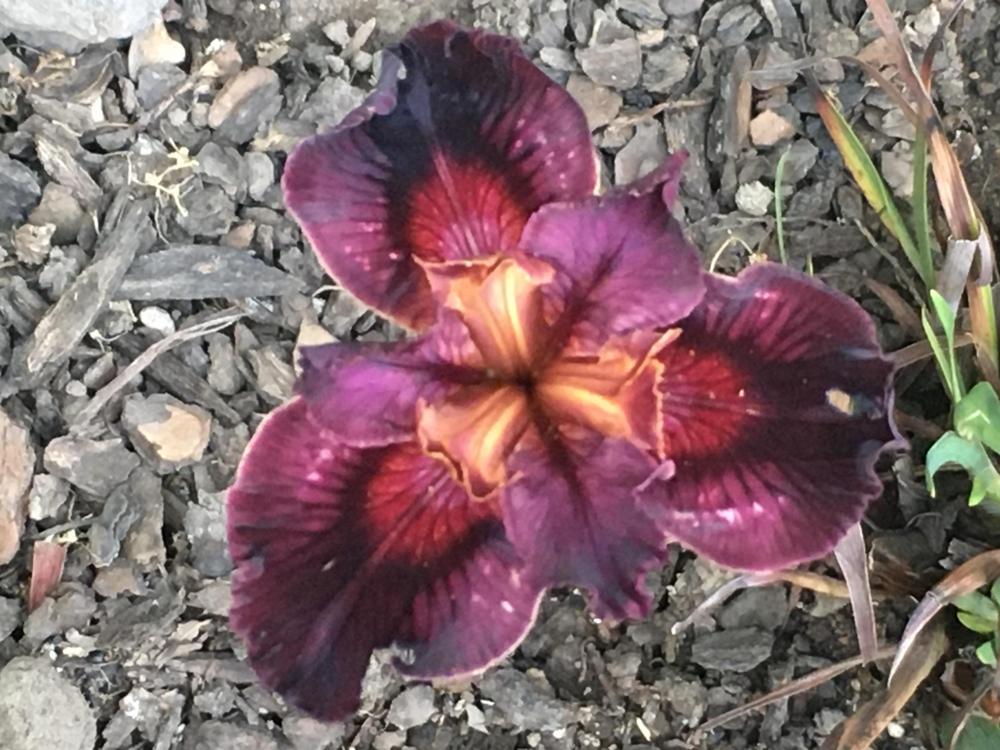 Photo of Pacific Coast Iris (Iris 'Red Flag Warning') uploaded by Iraygus