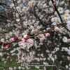 'Hanakami' Japanese Apricot exhibiting new flowers just opening a
