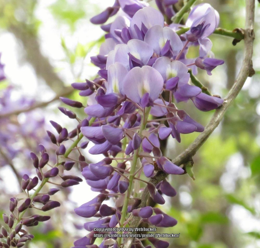 Photo of Chinese Wisteria (Wisteria sinensis) uploaded by WebTucker