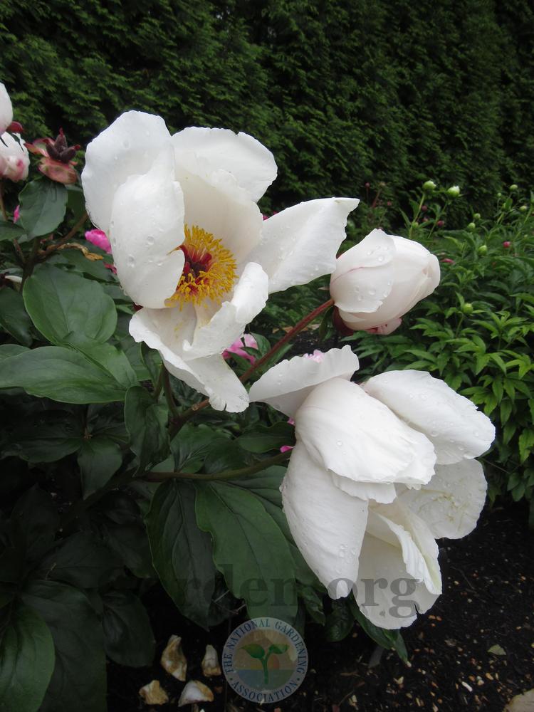 Photo of Peony (Paeonia 'Garden Peace') uploaded by Frillylily