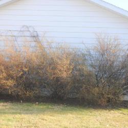 Location: Downingtown, Pennsylvania
Date: 2022-03-11
line of shrubs along garage side in winter