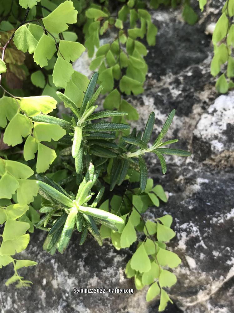 Photo of Rosemary (Salvia rosmarinus) uploaded by sedumzz