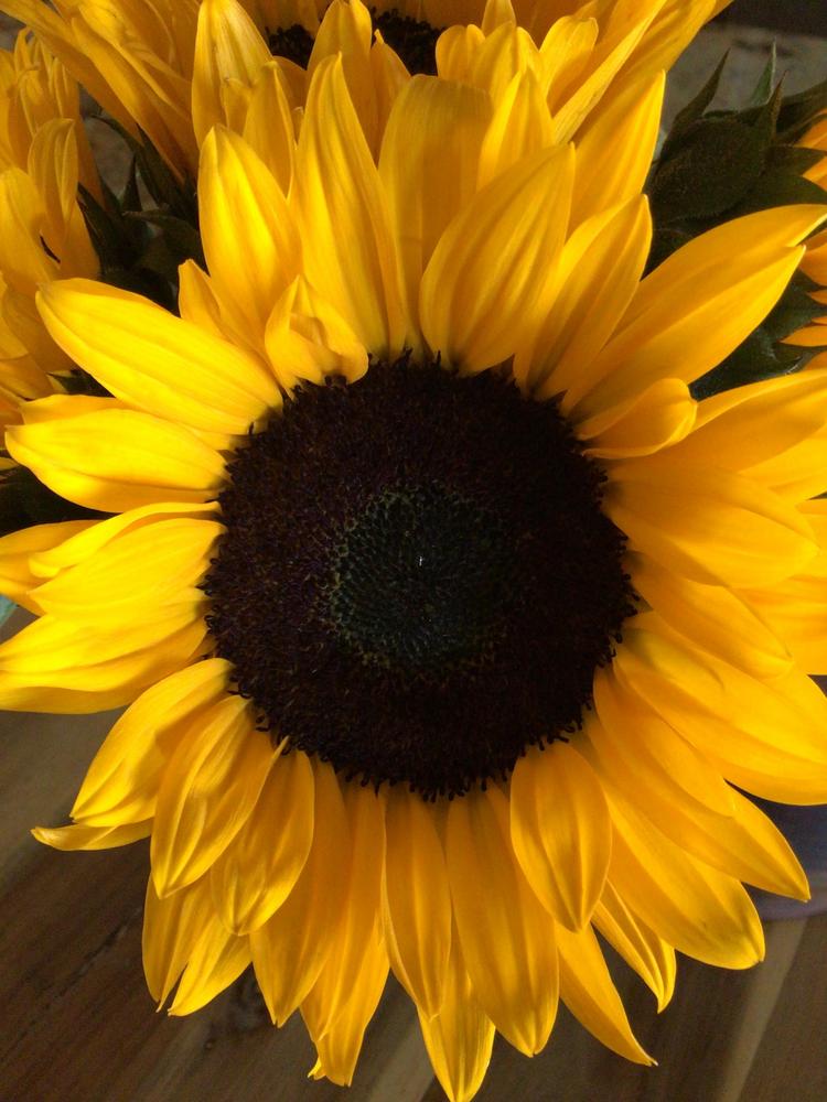 Photo of Sunflowers (Helianthus annuus) uploaded by Fieldsof_flowers
