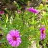 - Here one can see the smooth leaves of the novi belgii Aster.