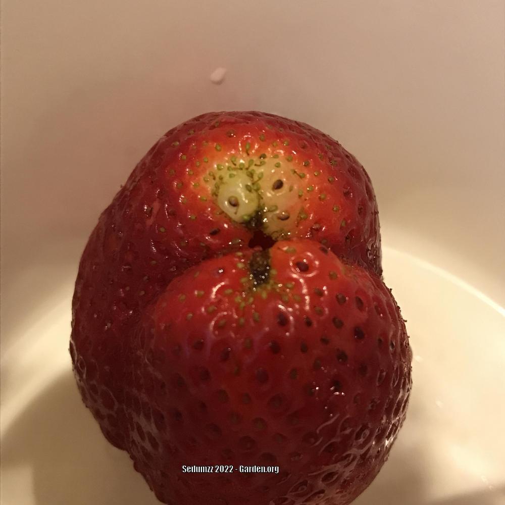 Photo of Strawberries (Fragaria) uploaded by sedumzz