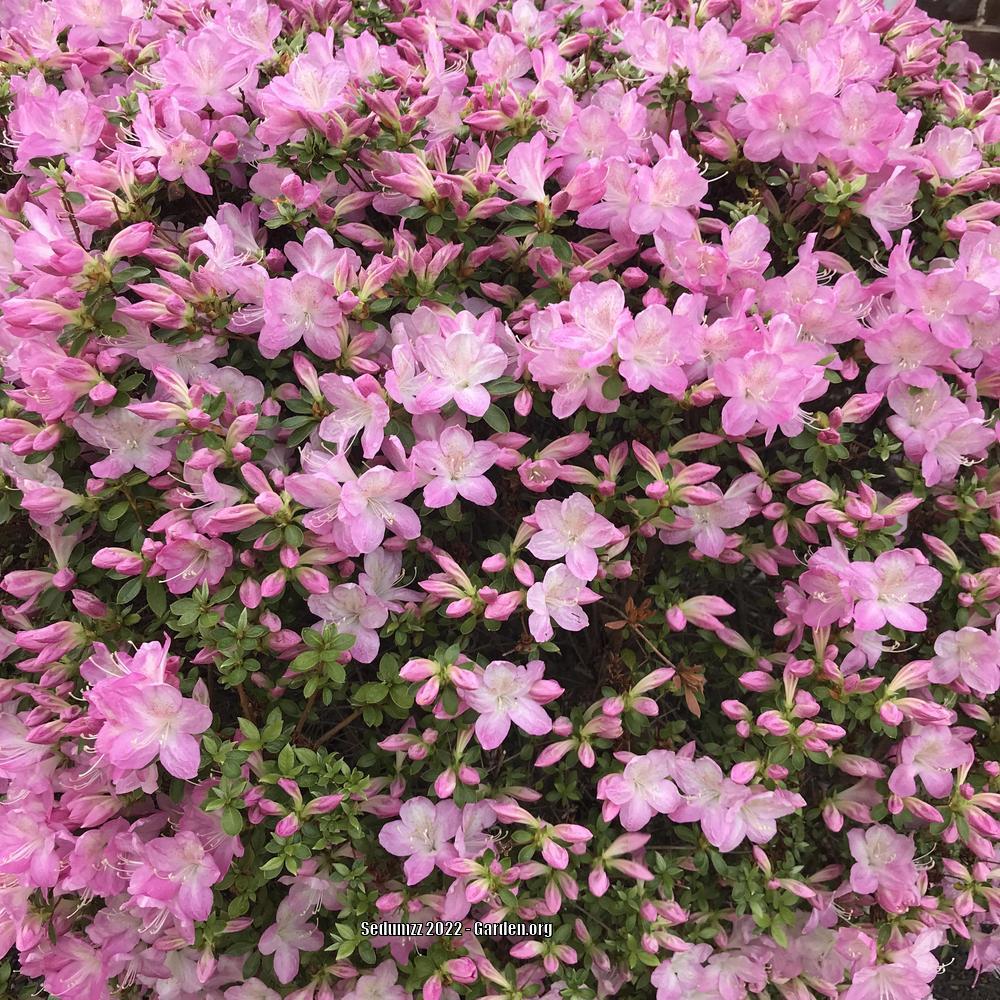 Photo of Satsuki Azalea (Rhododendron indicum) uploaded by sedumzz