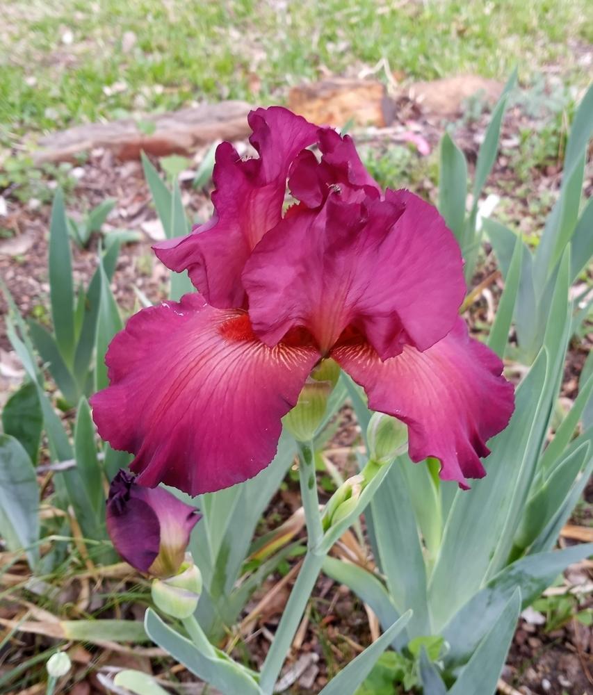 Photo of Tall Bearded Iris (Iris 'Lady Friend') uploaded by FAIRYROSE