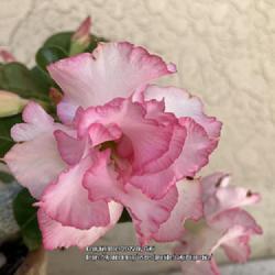 Location: Tampa, Florida
Date: 2022-04-20
My grafted ‘Pink Pearl’ desert rose’ first bloom!